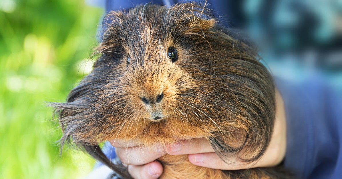 Best Pet Toys for Guinea Pigs